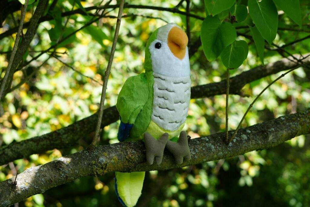 Shipping For Pauli The Quaker Parrot Plush