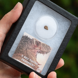 Tyrannosaurus Rex Tooth Fossil Fragment Display Case