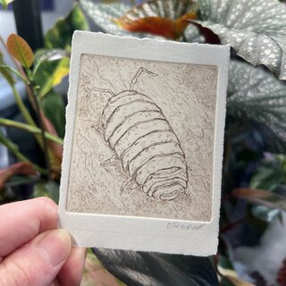 Isopod Etching 4" x 6"