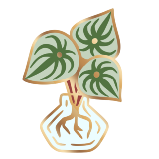 Watermelon Peperomia