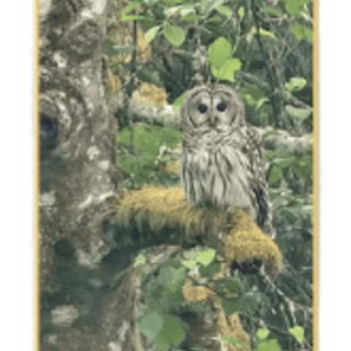 Owl Photo Pin