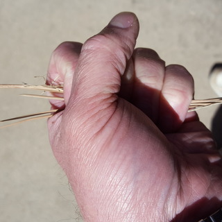 A Handful of Pine Needles