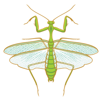 Praying Mantis 3" XL pin