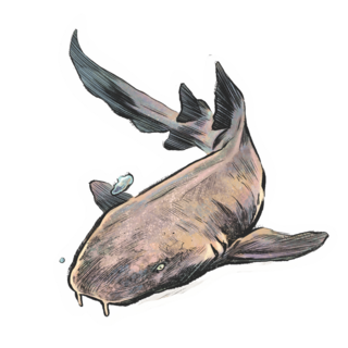 Sticker | Nurse Shark