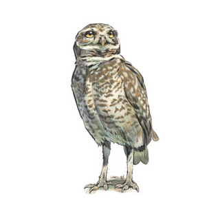 Sticker | Burrowing Owl