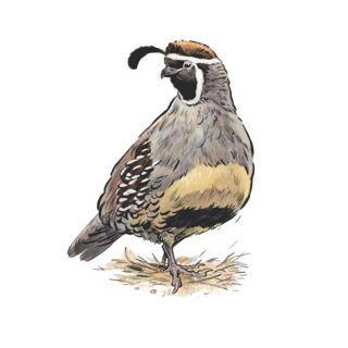 Sticker | Gambel’s Quail