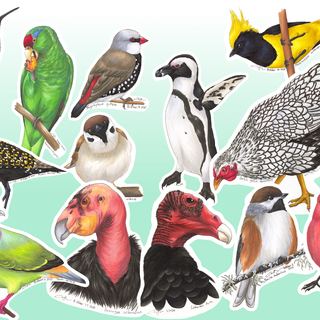 Pre-order Birdtober 2025 Full Set (20)