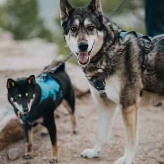 Dog Spoiling Tip Jar!