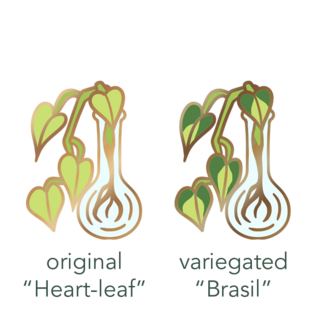 Philodendron - Choose Variant