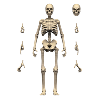 Bone Skeleton