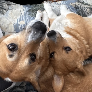 Corgi Treats