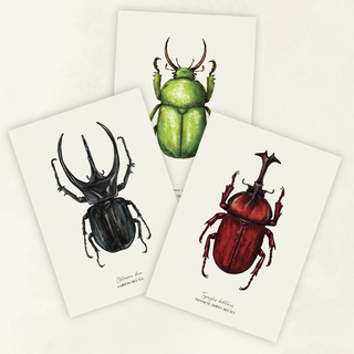 A5 Beatle Prints  (3 pack)