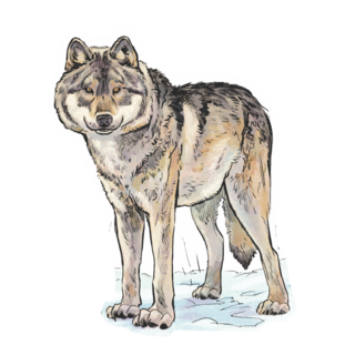 Sticker | Gray Wolf