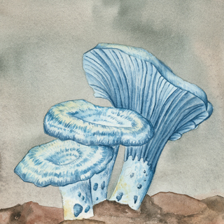 Print Lactarius Indigo