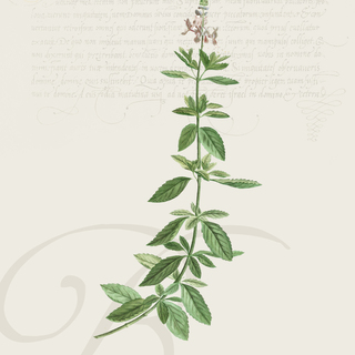 Basil Digital Botanical Print