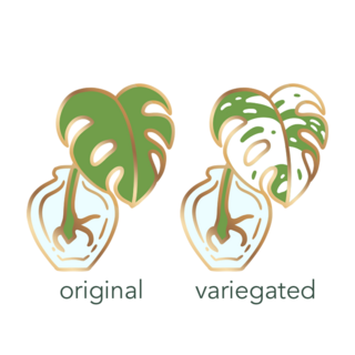 Monstera - Choose Variant