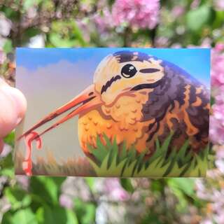Woodcock Sticker