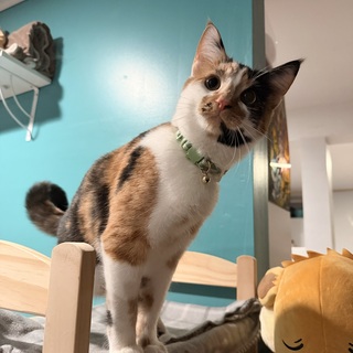 Treats for the Kitties!