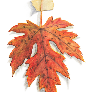 Silver Maple Leaf - Original Watercolor Print