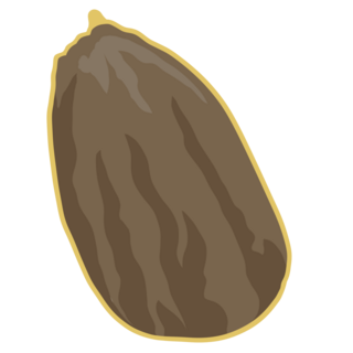 Rambutan Seed