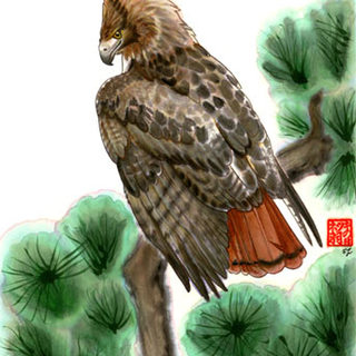 Art Print - I Spy - Redtail Hawk