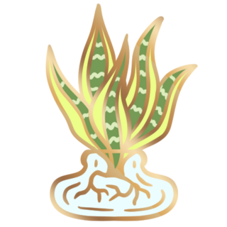 Snake Plant