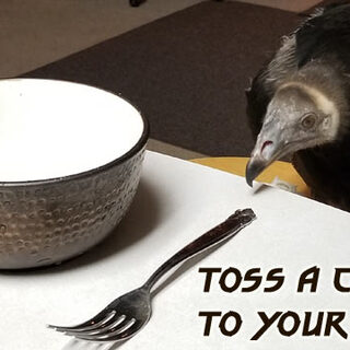 Tip Jar - Feed the Birds