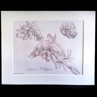 Original - Nightmare Dollop, Shelled Up