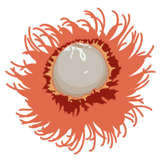 Rambutan Pin