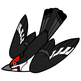 Pileated Woodpecker Pin + Sticker