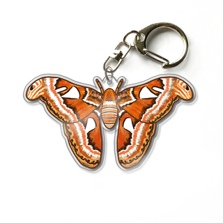 Atlas Moth 2.5" Acrylic Keychain Charm