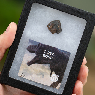 Tyrannosaurus Rex Bone Fossil Display Case