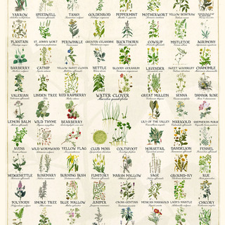 77 1/2 Herbs digital poster 12 x 18