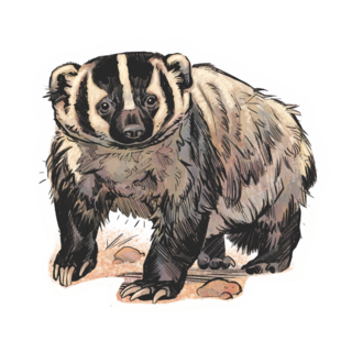 Sticker | American Badger