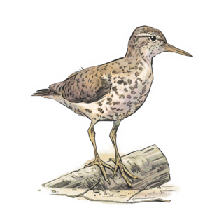 Sticker | Spotted Sandpiper