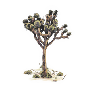 Sticker | Joshua Tree