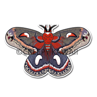 Cecropia Moth 3" Vinyl Sticker