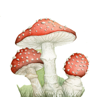 Washi Sticker: Fly Agaric