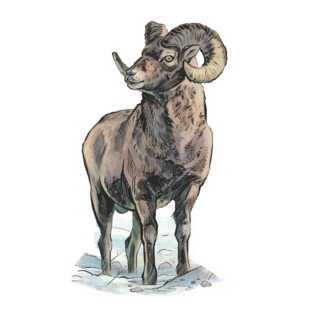 Sticker | Bighorn Sheep
