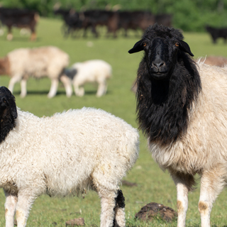 Wool/Cashmere Blend Yarn 800g (8x100g Skeins)