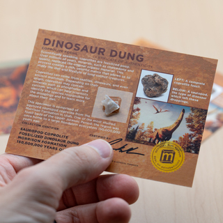 Dinosaur Dung (Coprolite) Fossil Card Display