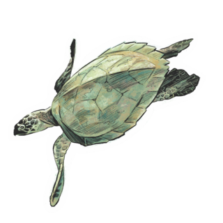 Sticker | Hawksbill Sea Turtle