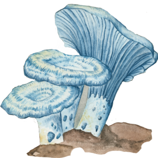 Washi Sticker: Blue Milk Cap