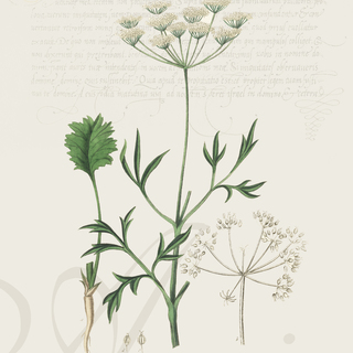Anise Digital Botanical Print