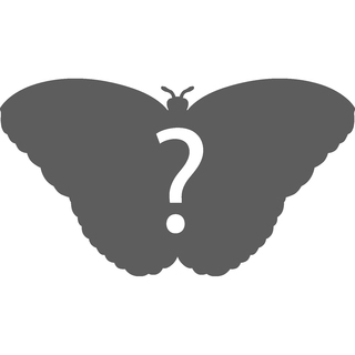 Surprise B Grade - Moths & Butterflies