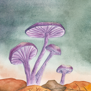 Print Laccaria Amethystina