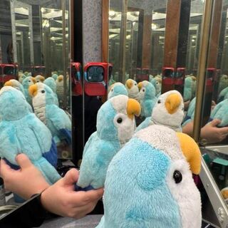 Periwinkle Wholesale