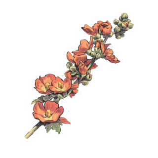 Sticker | Scarlet Globemallow