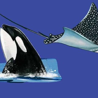 Six sea creatures magnets