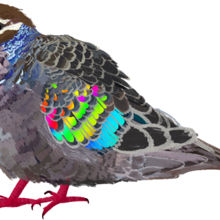 Common Bronzewing Holo Keychain